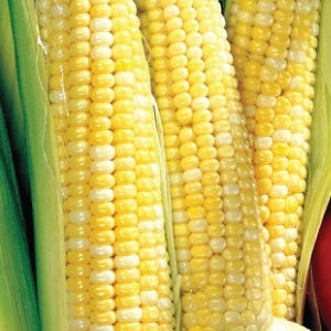 Sweet Corn Honey Select Seeds - 1 packet