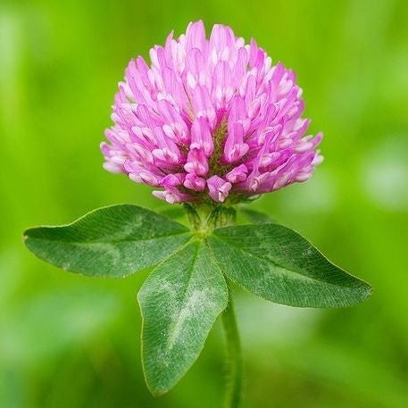 SeedRanch Medium Red Clover Seed (Nitro-Coated & Inoculated) - 50 Lbs.