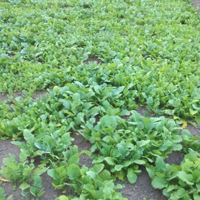 Swede Winton Seed - 5 Lbs.