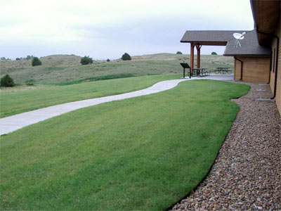 planting buffalo grass seed Buffalo Grass Seed