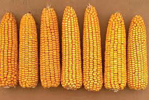 Yellow Dent Corn Seeds - 50 Lbs.