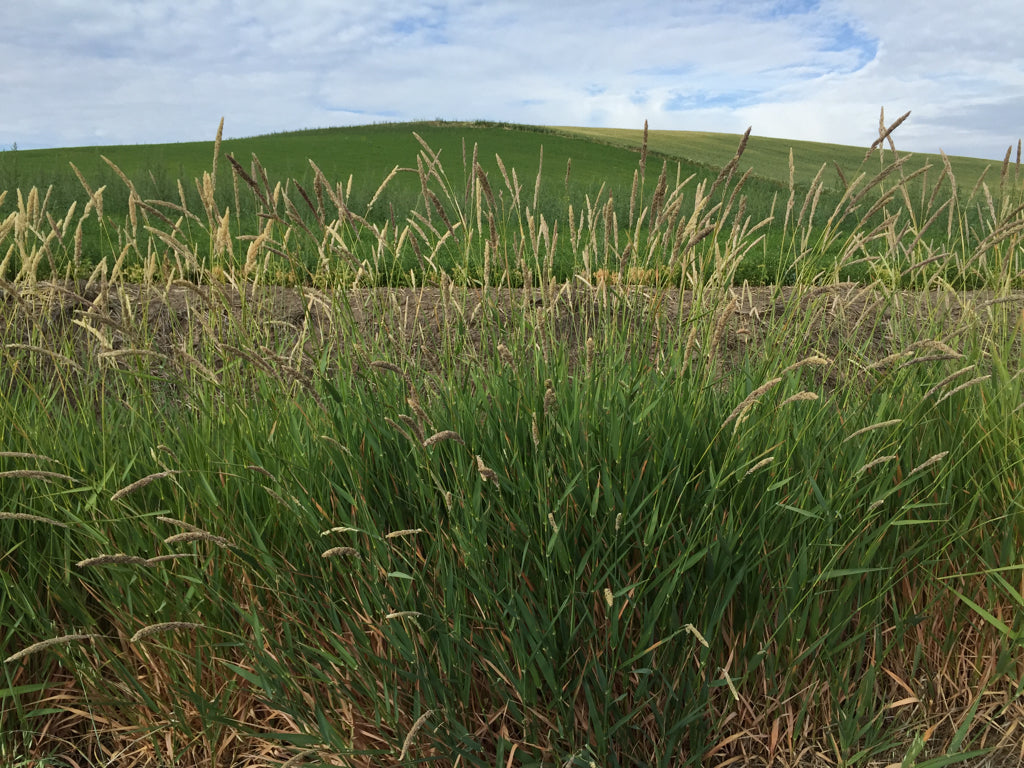 Reed Canary Grass Seed