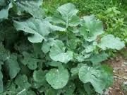 SeedRanch Buckbuster Rape Seed - 10 Lbs.