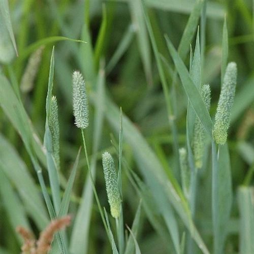 Timothy Grass Seed - 20 Lbs.