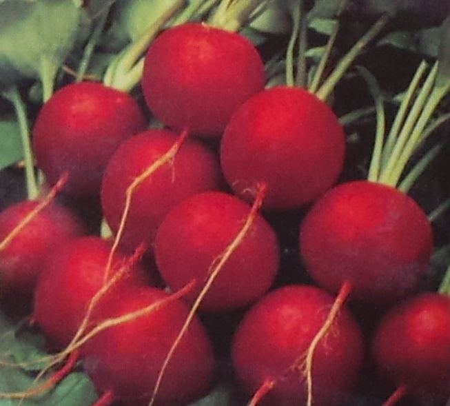 Radish Champion Seed - 1 Packet
