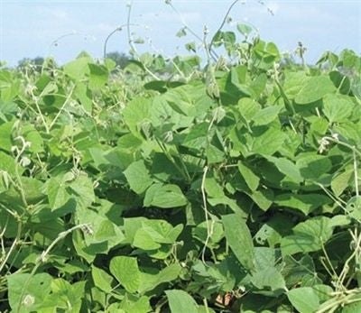 SeedRanch LabLab Food Plot Seed - 10 Lbs.