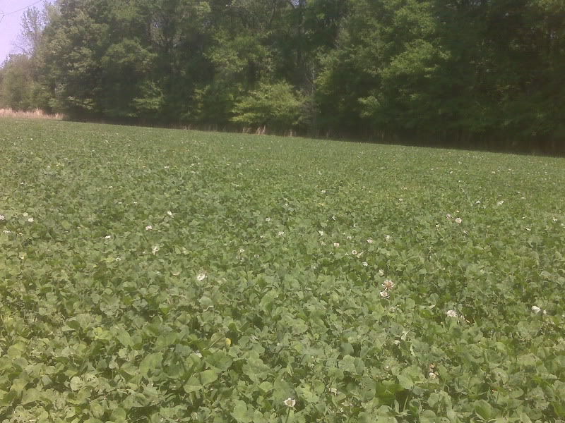 Advantage Ladino Clover Seed - 10 Lbs.