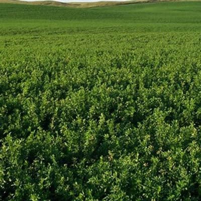 Ameristand 455TQ RR Alfalfa Seed - 50 Lbs. - Seed Barn