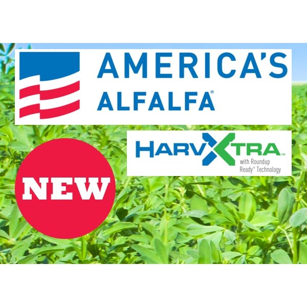 AmeriStand 480 HarvXtra RR Alfalfa Seeds - 50 Lbs.