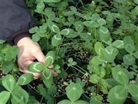 Apache Arrowleaf Clover Seed - 1 Lb.