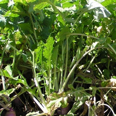 Appin Turnip Seed - 50 Lbs. - Seed Barn