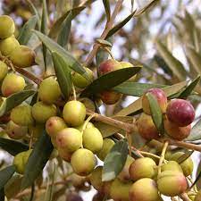 Arbequina Olive Tree Plant - 1 Gallon