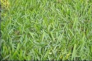 Argentine Bahia Pasture Grass Seed - 50 Lbs.