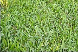 Argentine Bahia Pasture Grass Seed - 1 Lb.