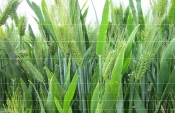 Atlantic Barley Seed (Certified)- 5 Lbs. - Seed Barn