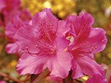 Azalea Plant - 1.25 Qt - Seed Barn