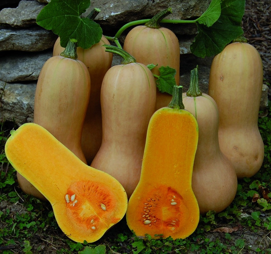 Squash Butternut, Waltham - packet