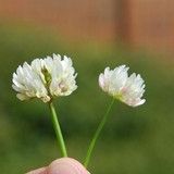 Ball Clover Seed - Great for Honey Bees - 1 Lb. - Seed Barn