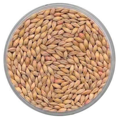 Secretariat Barley Seed