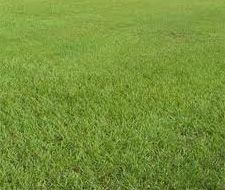 SeedRanch Pensacola Bahia Grass Lawn Seed (Raw)