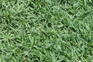 Bermuda Grass Plugs - Seed Barn