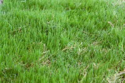 Bermuda Grass Seed Common Raw Hulled - 50 Lbs. - Seed Barn