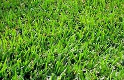 Bermuda Grass Seed Common Raw Unhulled - 20 Lbs. - Seed Barn