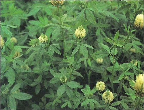 Big Bee Berseem Clover Seed - 5 Lbs. - Seed Barn