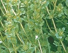 Birdsfoot Trefoil Seed - 50 Lbs. - Seed Barn