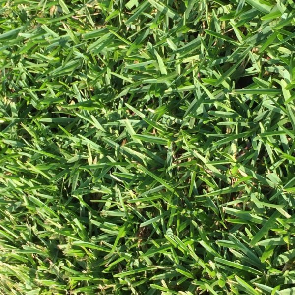 Bitter Blue Grass Plugs - 2 Trays - Seed Barn