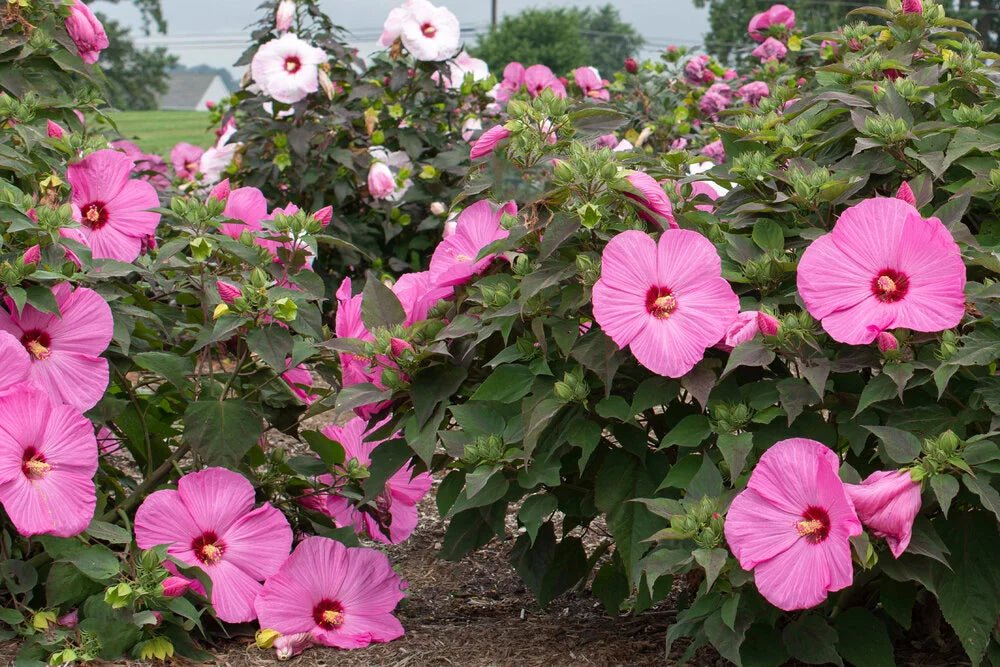 Bloomables Head Over Heels Hibiscus - 2 Gal - Seed Barn