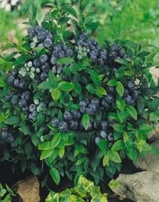 Blueberry Bush - 1 Gallon - Seed Barn