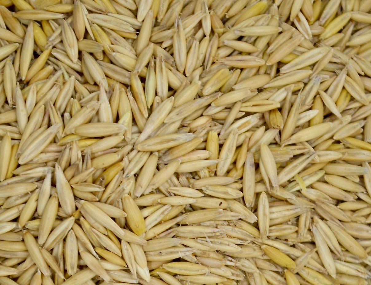 Bob Oats Grain Seed - 1 Lb. - Seed Barn
