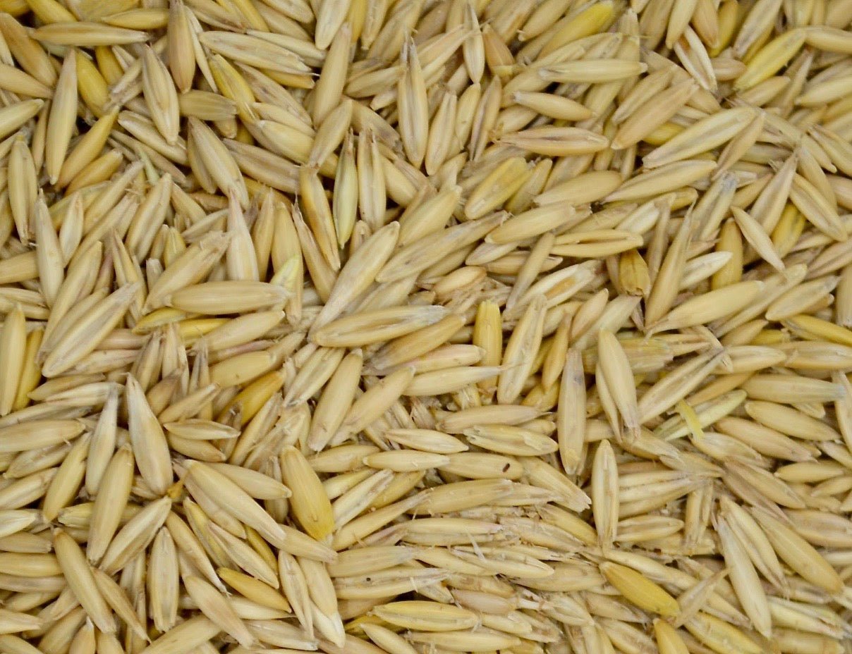 Bob Oats Grain Seed - 50 Lbs. - Seed Barn