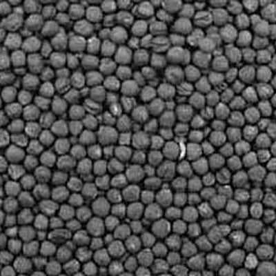 Bonar Rape Seed - 1 Lb. - Seed Barn