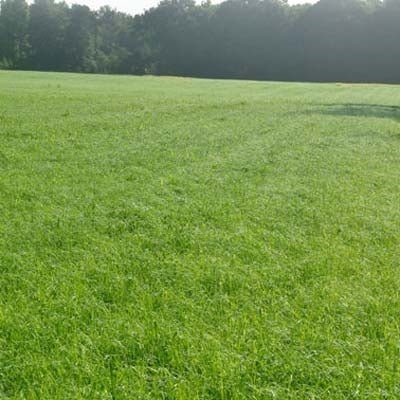 Bonus Teff Grass Seed - 25 Lbs. - Seed Barn