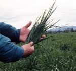 Bronson Forage Tall Fescue Seed - 1 Lb. - Seed Barn