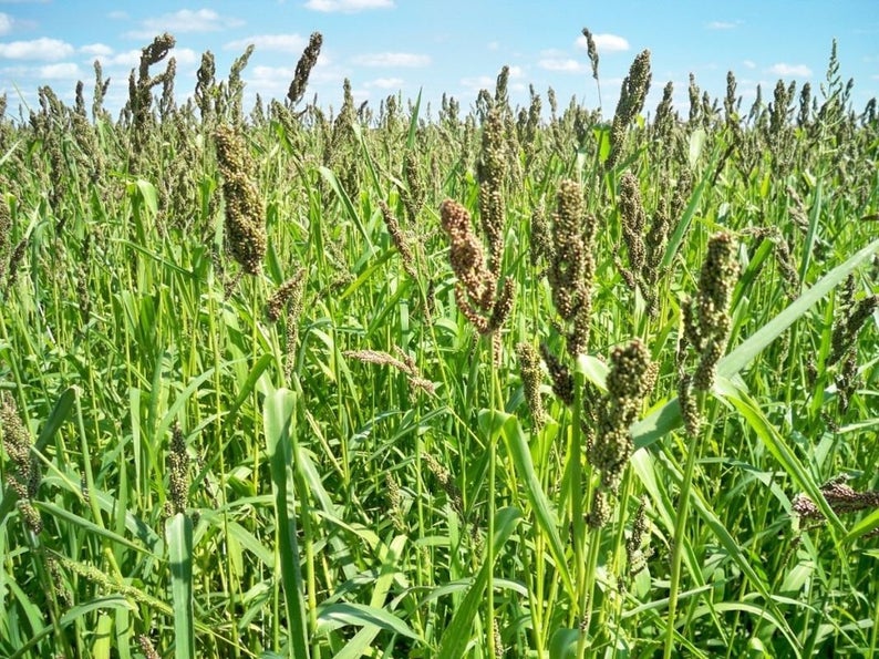 millet seed to plant Brown Top Millet Seed - 1 Lb