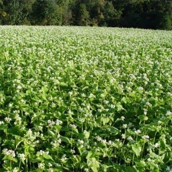 Organic Buckwheat Seeds - Seed Barn