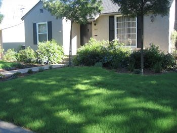 Buffalo Grass Seed - 50 Lbs. (Primed) - Seed Barn