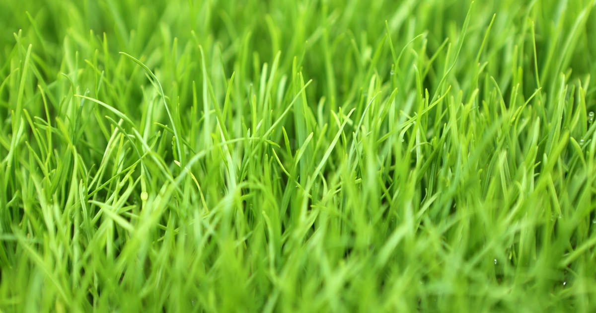 planting annual ryegrass seed Bulldog Annual Ryegrass Seed