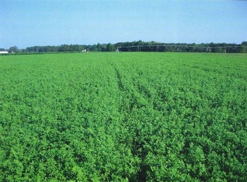 Bulldog Inoculated 505 Alfalfa Seed - 5 Lbs. - Seed Barn