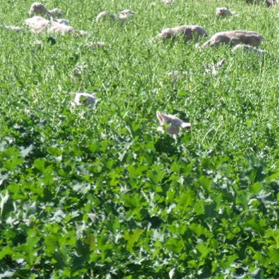 Swede Major Plus Seed - 1 Lb.