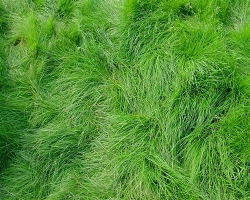 SeedRanch Creeping Red Fescue Grass Seed - 10 Lbs.