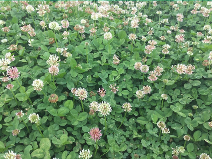 Renovation White Clover Seed - 10 Lbs.