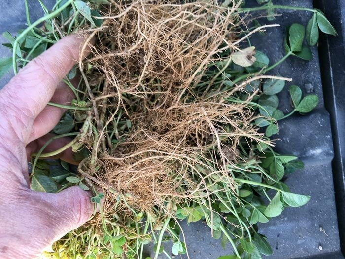 planting white clover seed Bad Harvest 2026) Renovation White Clover Seed