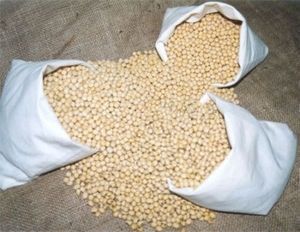 SeedRanch Soybean Food Plot Seed- 1 Lb.