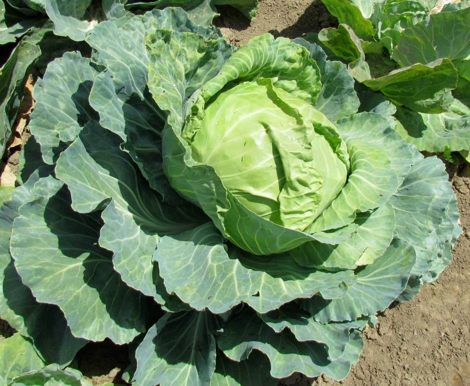 Cabbage Golden Acre Seed Heirloom - 1 Packet - Seed Barn
