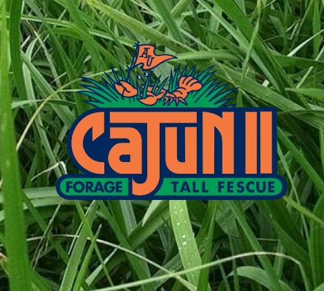 Cajun II Forage Tall Fescue - 50lbs - Seed Barn