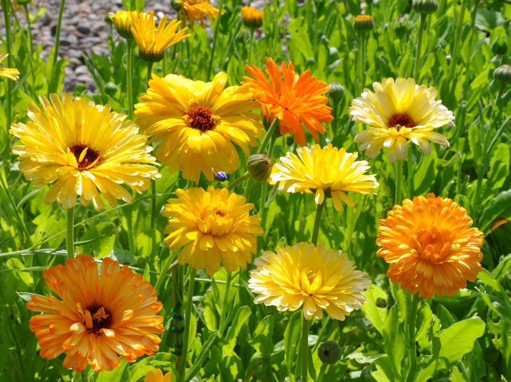 Calendula Pacific Beauty Mix Seed - 1 Packet - Seed Barn